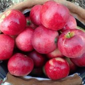 Tüplü Williams Pride Elma Fidanı - 7