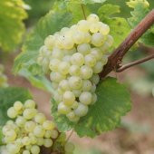 Tüplü Sauvignon Blanc Üzüm  Fidanı - 7