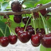 Tüplü Lapins Kiraz Fidanı thumbnail 2