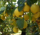 Tüplü Midilli Ege 25 Ayva Fidanı thumbnail 3