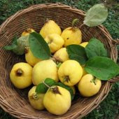 Tüplü Midilli Ege 25 Ayva Fidanı thumbnail 1