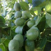 Tüplü Franquette Ceviz Fidanı - 1