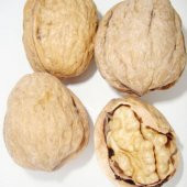 Tüplü Franquette Ceviz Fidanı - 2