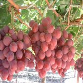 Tüplü Pembe Gemre Üzüm(Asma-Bağ) Fidanı - 1