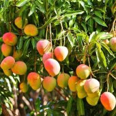 Tüplü Mango Fidanı - 7