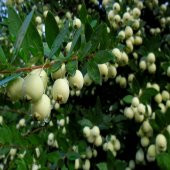 Tüplü Şifalı Beyaz Yaban Mersini Murt(Hambeles)Fidanı - 3