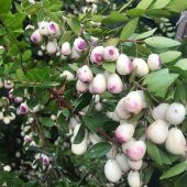 Tüplü Şifalı Beyaz Yaban Mersini Murt(Hambeles)Fidanı - 1