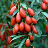 Tüplü Goji Berry Kurt Üzümü Fidanı (10 adet) - 1