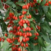 Tüplü Goji Berry Kurt Üzümü Fidanı (10 adet) - 4