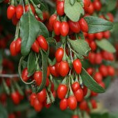 Tüplü Goji Berry Kurt Üzümü Fidanı (10 adet) - 8