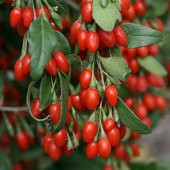 Tüplü Goji Berry Kurt Üzümü Fidanı (10 adet) - 10
