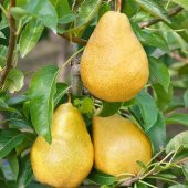 Tüplü Williams (Bartlett) Armut Fidanı thumbnail 1