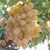 Tüplü Razaki Üzüm(Asma-Bağ) Fidanı - 3