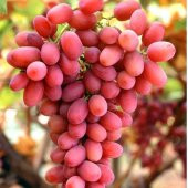 Tüplü Kırmızı Crimson Çekirdeksiz Üzüm Fidanı thumbnail 3