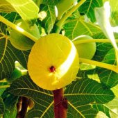 Tüplü Nazilli Sarı Zeybek İncir Fidanı thumbnail 1