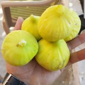 Tüplü Nazilli Sarı Zeybek İncir Fidanı thumbnail 5