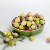 Ayvalık Edremit Zeytin Fidanı - 1
