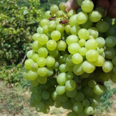 Tüplü İri Taneli Çok Tatlı Tarsus Beyazı Üzüm Fidanı - 3