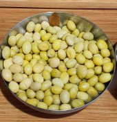 Sarı Ulak Zeytin Fidanı - 12