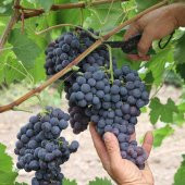 Tüplü Tekirdağ Çekirdeksizi Üzüm(Bağ-Asma) Fidanı thumbnail 6