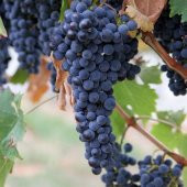 Tüplü Tekirdağ Çekirdeksizi Üzüm(Bağ-Asma) Fidanı thumbnail 7