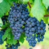 Tüplü Merlot Üzüm(Asma-Bağ)Fidanı - 1