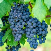 Tüplü Merlot Üzüm(Asma-Bağ)Fidanı - 5