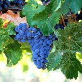 Tüplü Merlot Üzüm(Asma-Bağ)Fidanı - 6