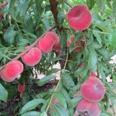 Tüplü Paraguaya Basık Yassı Domates Şeftali Fidanı - 2