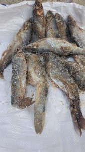 Van Tuzlu Balık (van posta pazarı) 3000 Gr - 6