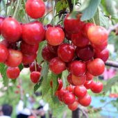 Tüplü Yarı Bodur Early Burlat Kiraz Fidanı - 5