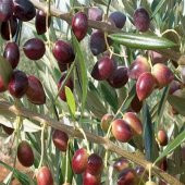 Koroneiki Bodur Zeytin Fidanı (Meyve Verme Durumunda) - 2