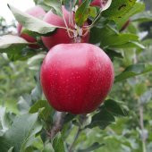 Tüplü Yarı Bodur Red Jonaprince Elma Fidanı - 6