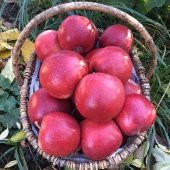 Tüplü Yarı Bodur Red Jonaprince Elma Fidanı - 10