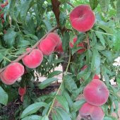 Tüplü Yarı Bodur Paraguaya Basık Şeftali Fidanı - 6