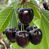 Tüplü Tam Bodur Karina Kiraz Fidanı - 1