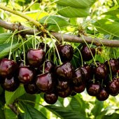 Tüplü Tam Bodur Karina Kiraz Fidanı - 2