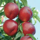 Tüplü Yarı Bodur Venus (Venüs) Nektarin Fidanı - 3