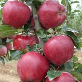 Tüplü Yarıbodur Red Chief Elma Fidanı - 7