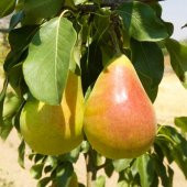 Tüplü Tam Bodur Erkenci Etruşka Armut Fidanı - 4