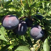 Tüplü Yarı Bodur Showtime Erik Fidanı - 1