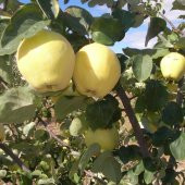 Tüplü Yüksek Verimli Yarı Bodur Midilli Ege 25 Ayva Fidanı - 4