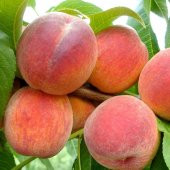 Tüplü Tam Bodur İnnovative Tree Glohaven Şeftali Fidanı thumbnail 6