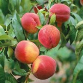 Tüplü Tam Bodur İnnovative Tree Glohaven Şeftali Fidanı thumbnail 7