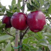 Tüplü Yarı Bodur Kütür Kütür Yemesi Olan Joremini Elma Fidan thumbnail 6