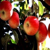 Tüplü Kokulu Yarı Bodur Amasya Misketi Elma Fidanı - 3