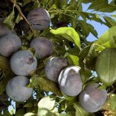 Tüplü Yarı Bodur Friar Erik Fidanı - 4