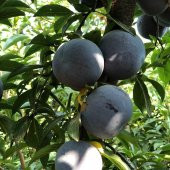 Tüplü Yarı Bodur Friar Erik Fidanı - 5