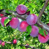 Tüplü Yarı Bodur Red Beauty Erik(Japon Eriği) Fidanı - 3