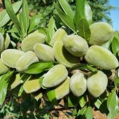 Tüplü Yarı Bodur Bertina Badem Fidanı - 5